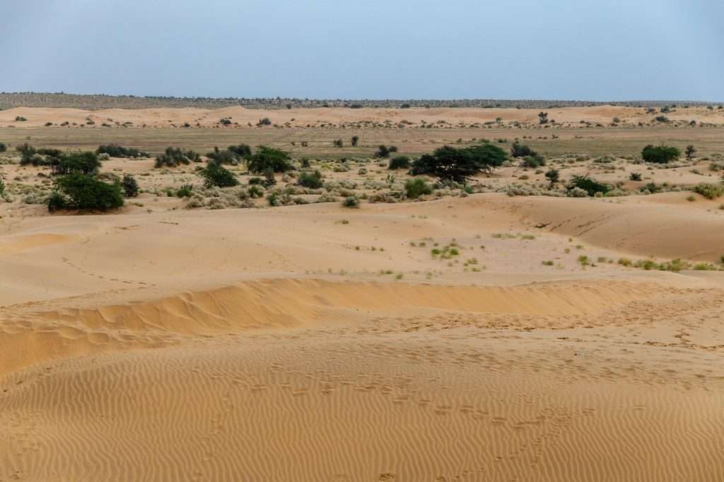 a desert landscape with sand dunes and bushes